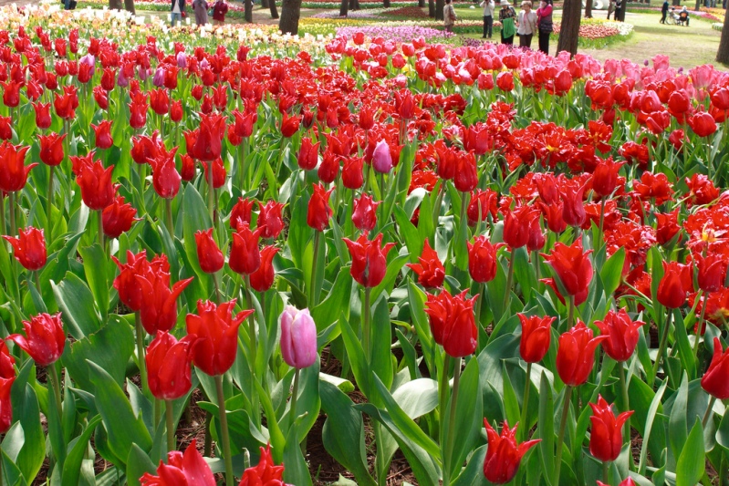 Японский парк Хитачи весной. Красные тюльпаны. Фото