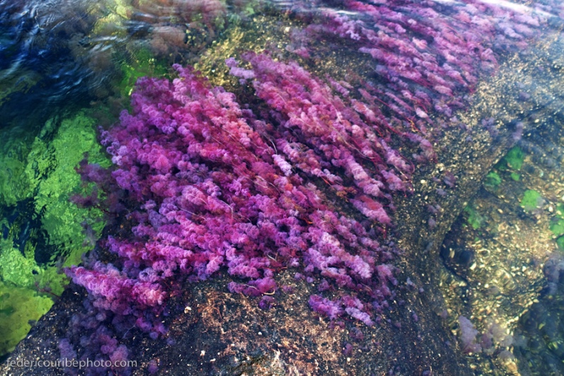 Сиреневые водоросли реки Каньо Кристалес. Фото