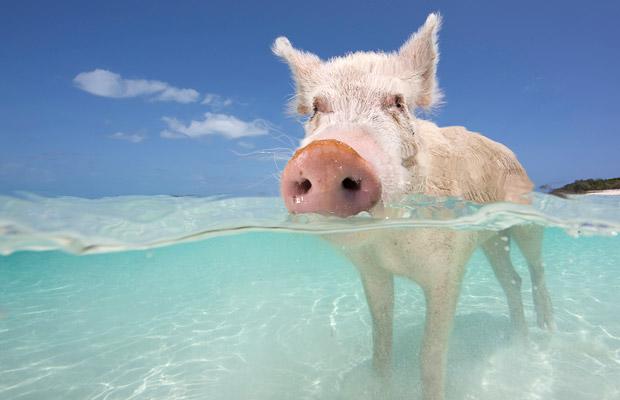 Свинья в воде. Багамы. Фото
