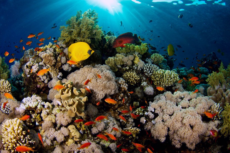Большой Барьерный риф. Австралия. Красивые фото