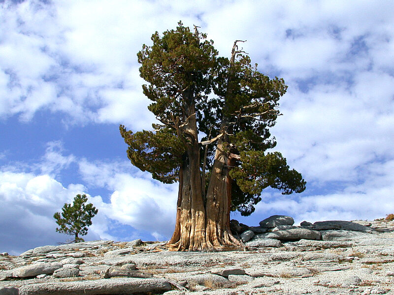 самое долгоживущее дерево сосна остистая межгорная. фото