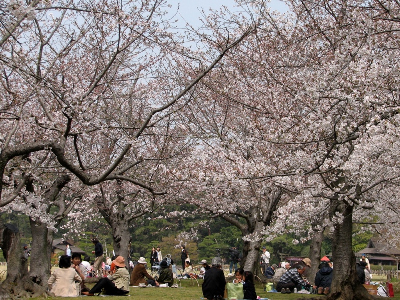 Японский парк Кераку-эн весной. Цветение сакуры. Фото
