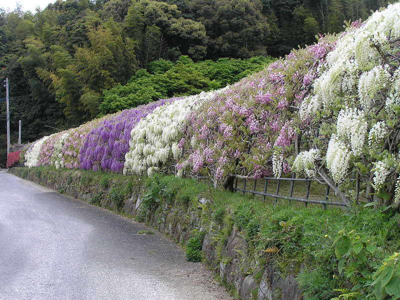 Тоннель глициний в японском саду цветов Кавати Фудзи. Фото