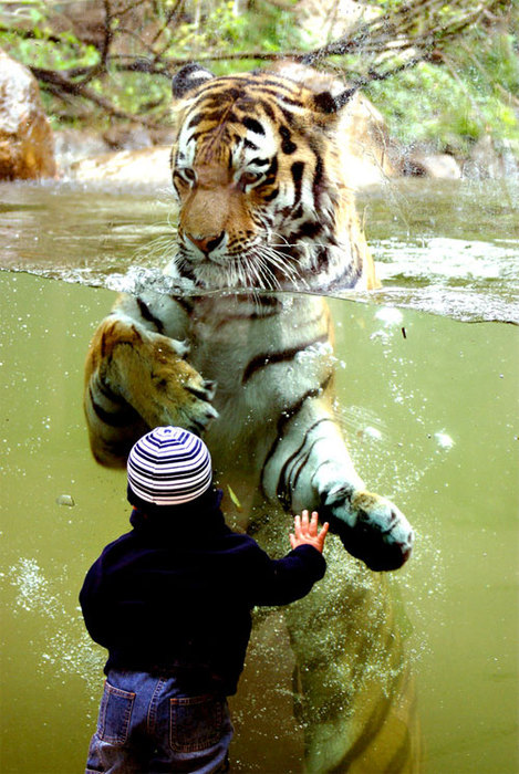 Мальчик рядом с тигром в зоопарке. Фото