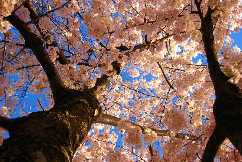 Цветущее дерево сакуры. Фото