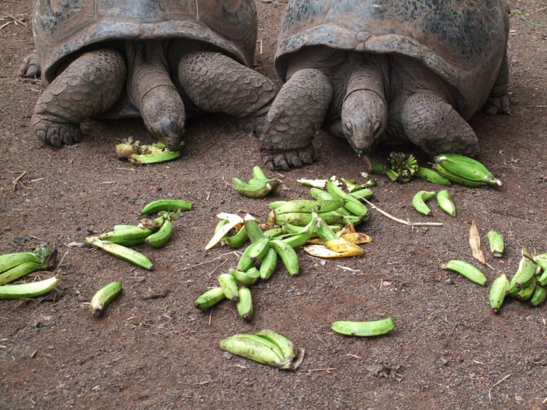 гигантские черепахи острова Маврикий. Фото