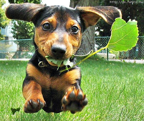 Задорная собачка мчится с листиком в зубах. Фото