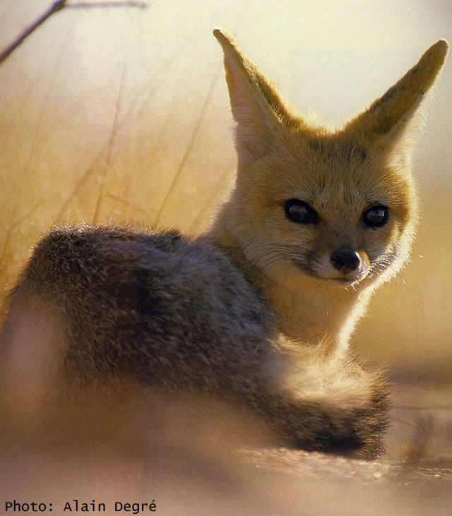Фенек. Фото / fennec fox photo