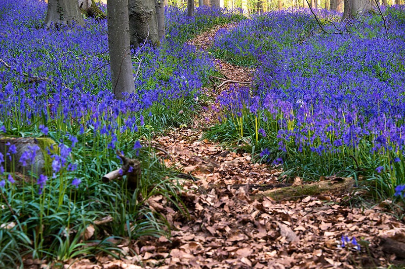 Халлербос – синий лес в Бельгии. Фото