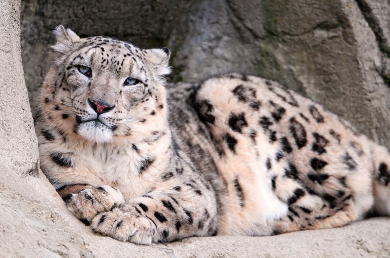 Лежащий снежный барс (ирбис). Фото / Snow Leopard. Photo