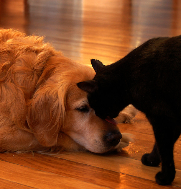 Дружба животных: кот лижет собаке мордочку. Фото