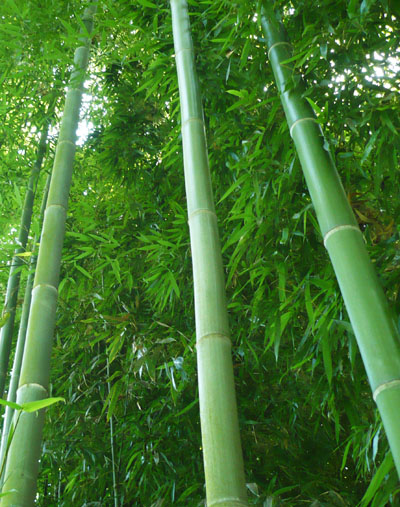 Самое быстрорастущее растение - японский бамбук мадаке. Фото