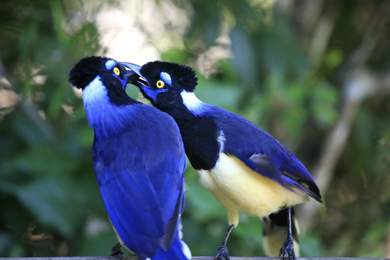 Животные национального парка Водопады Игуасу. Птицы