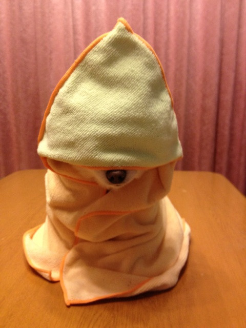 Померанский шпиц Шунсуке в полотенце. Фото