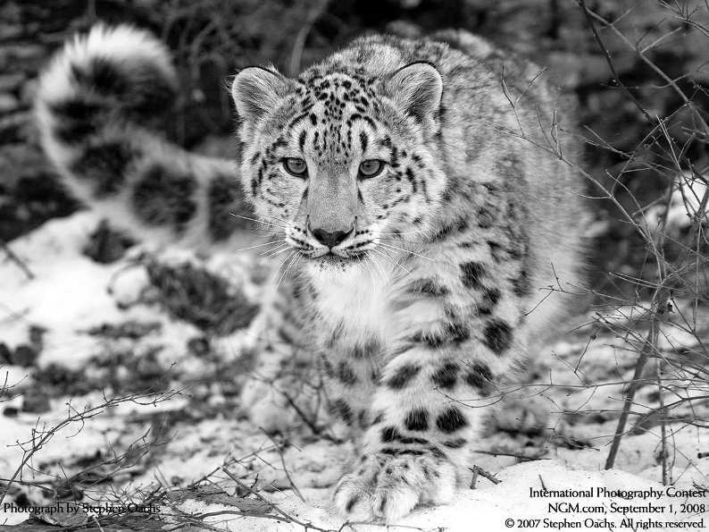 Cнежный барс (ирбис) на охоте. Фото / Snow Leopard. Photo