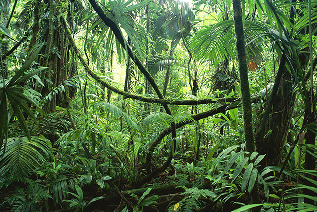 Природа Амазонки