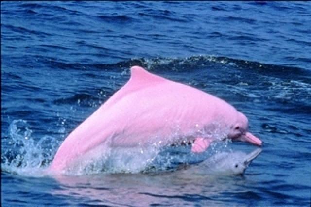 Розовые дельфины - уникальные жители Амазонки