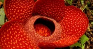 Гигантский цветок-паразит Раффлезия (трупный цветок)