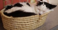 Некобукуро: кошки напрокат (28 фото)