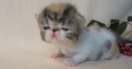 Экзотическая короткошерстная кошка (экзот). 26 фото