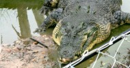 Крокодил-людоед