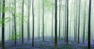 Халлербос – синий лес в Бельгии (25 фото)