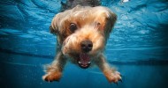 Подводная охота собак (16 фото)