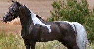 Американская миниатюрная лошадь (24 фото)