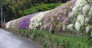 Тоннель глициний в японском саду цветов Кавати Фудзи (30 фото)