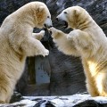 Polar bears fight at the Zoo in Prague, Czech Republic, Tuesday, Jan. 4, 2011.
