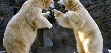 Polar bears fight at the Zoo in Prague, Czech Republic, Tuesday, Jan. 4, 2011.
