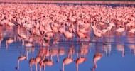 Национальный парк Озеро Накуру, Кения