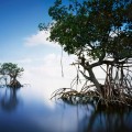Everglades-USA