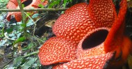 Rafflesia arnoldii – огромный цветок — паразит