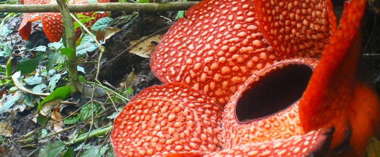 Rafflesia-arnoldii04