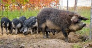 Свиньи породы венгерская пуховая мангалица (26 фото)