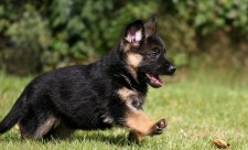German-shepherd-puppy-dog-pet
