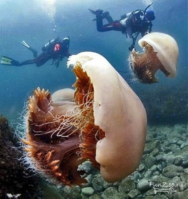 meduza-12