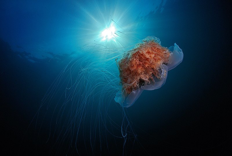meduza-3