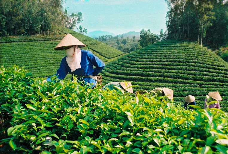 Сбор чая, Вьетнам