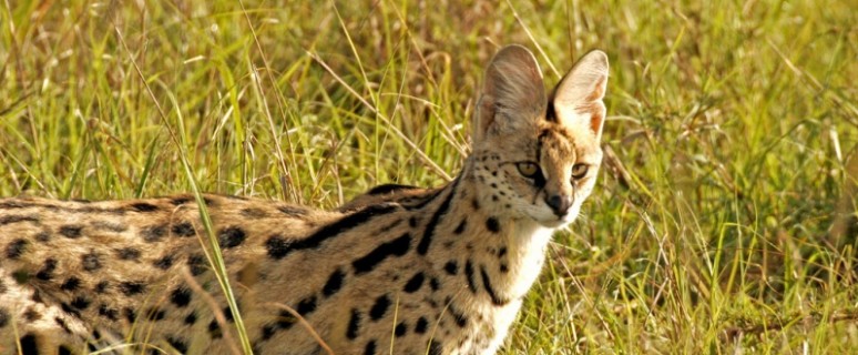 cat-serval