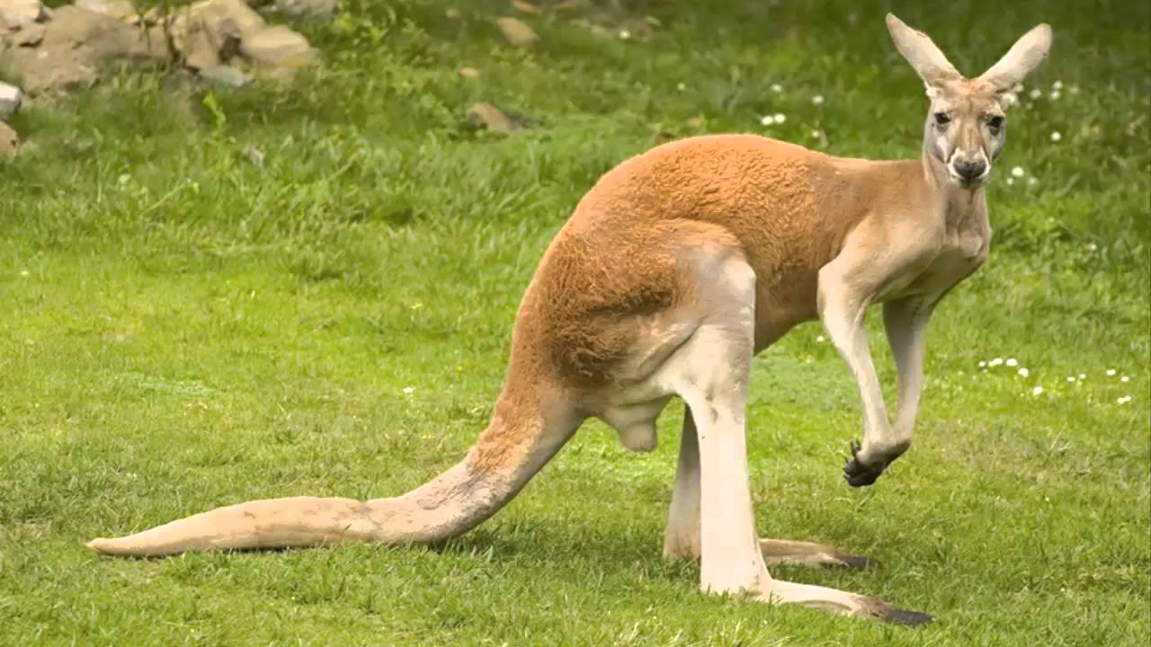 Кенгуру - прыгучий символ Австралии
