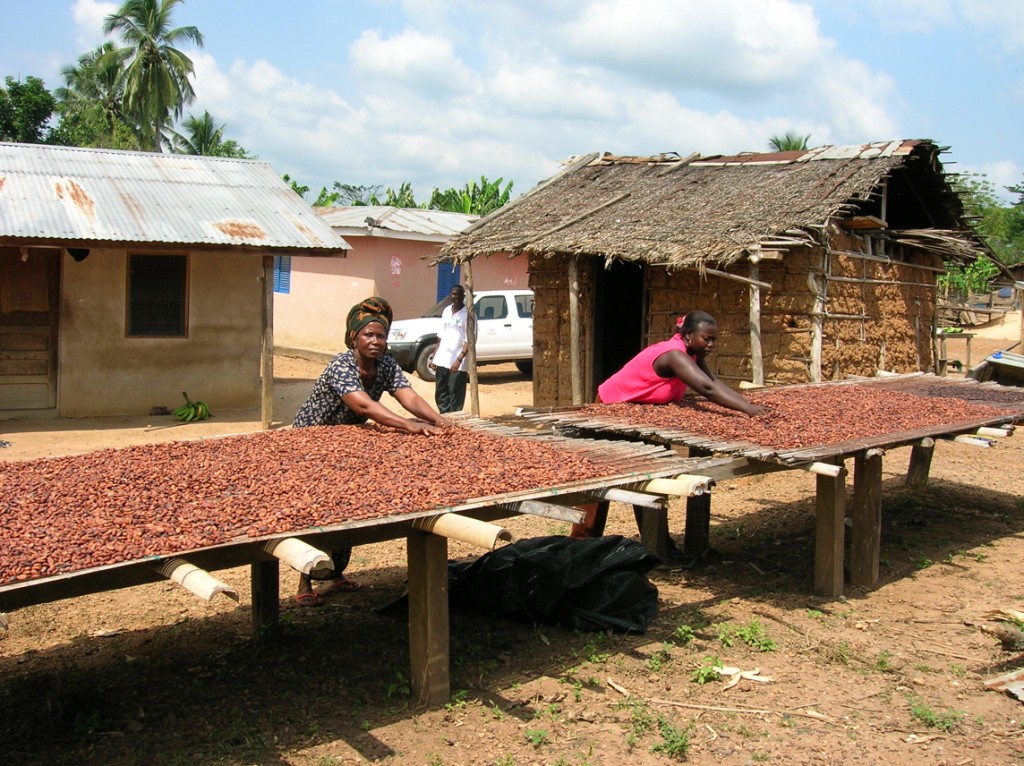 Ферментация какао бобов