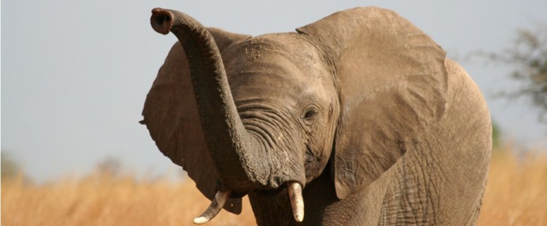 africanskii-slon18