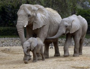 Правда ли, что слоны ничего не забывают?