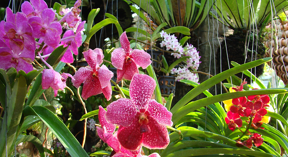 Сад орхидей на Пхукете