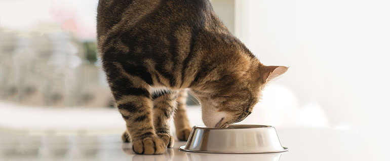 Как выбрать правильный сухой корм для кошки